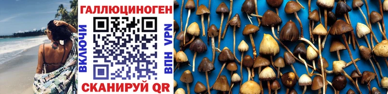 Галлюциногенные грибы Psilocybine cubensis  Озёрск 